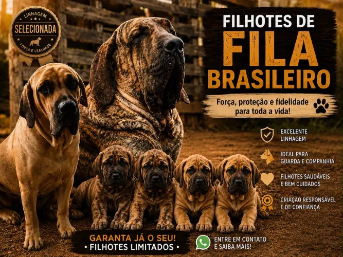 Venda de  Filhotes cachorros Fila Brasileiro 