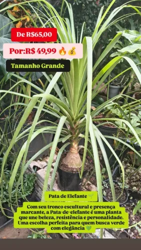 Promoção de plantas