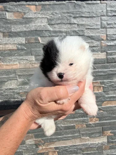Lulu da pomerania macho