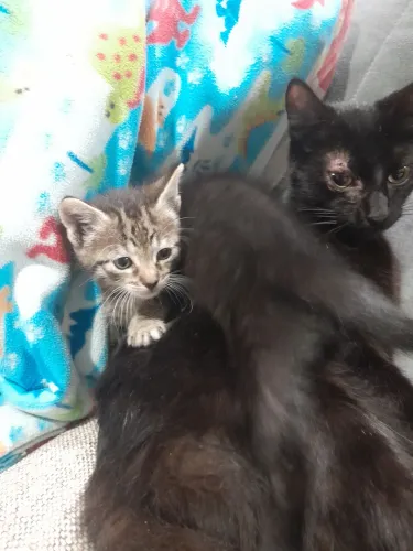 Doa-se gatinhas