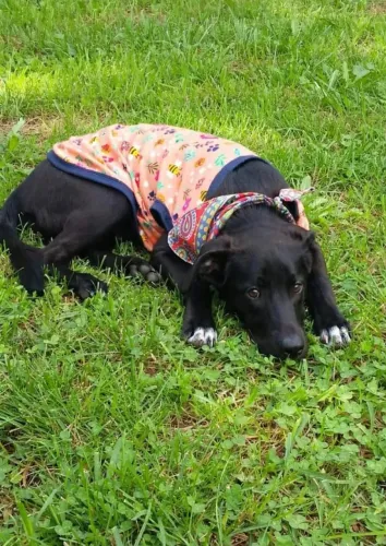 Lindo cão para doação 