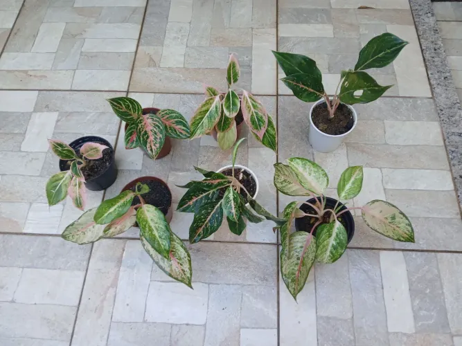 Mudas de Aglaonemas.