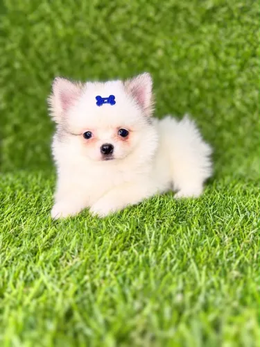 Lulu da pomeranea