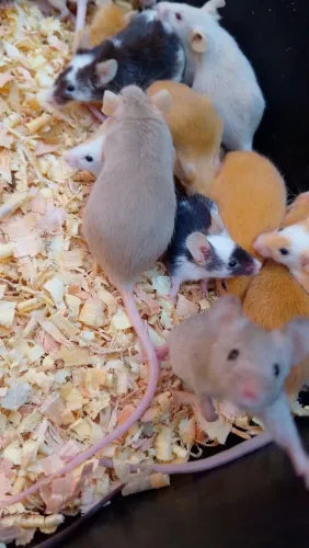 Camundongo de laboratório/ ratos pet ou alimentação