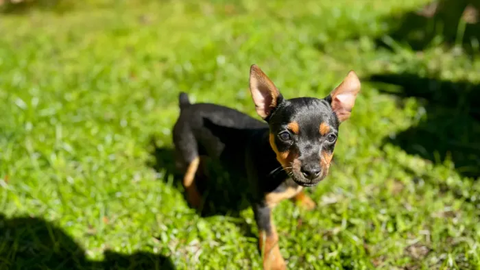 Pinscher miniatura