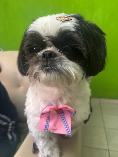 Procuro namorado Shitzu