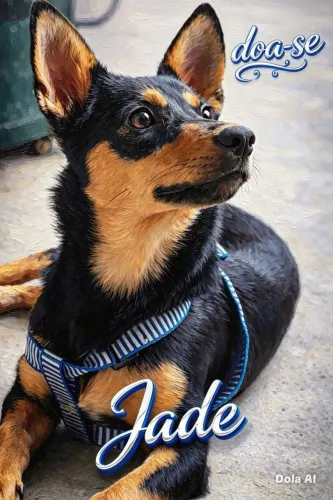Doa-se  cachorrinha Jade