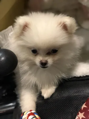Lulu da Pomerânia