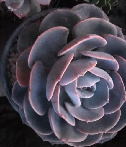 Suculenta 