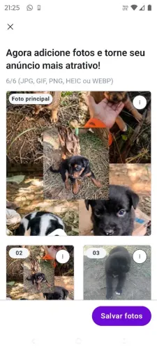 DOA-SE LINDOS FILHOTES CACHORRO