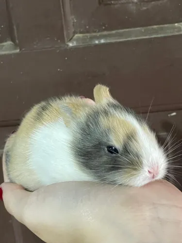 Coelho mini lion - miniatura