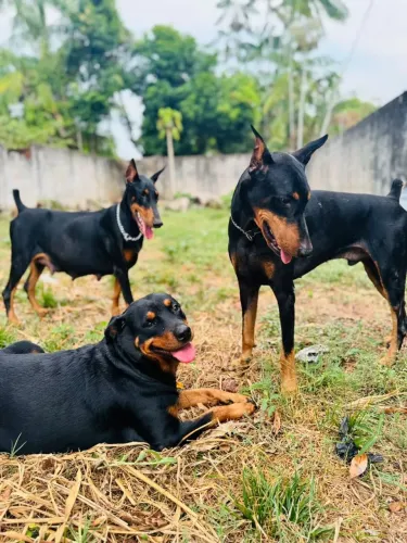 Filhote de doberman.