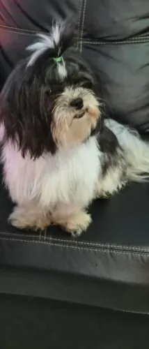 Dog femea Shituzu.