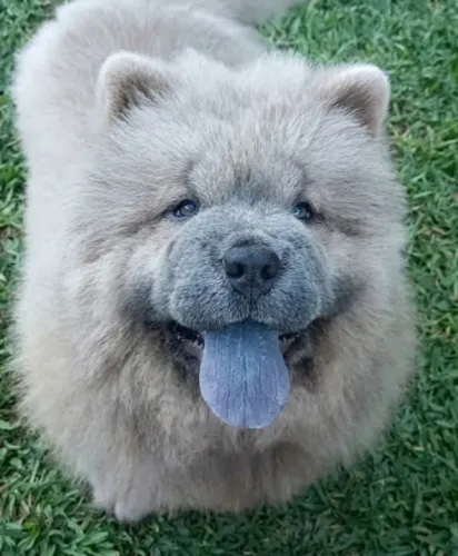 Chow chow 