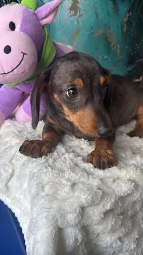 Dachshund basset fêmeas aceito cartão 