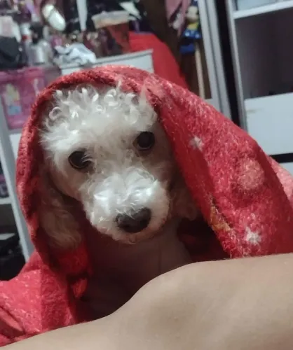 Adoção de cachorro filhote encontrado na rua