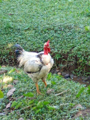 Vendo frango novo