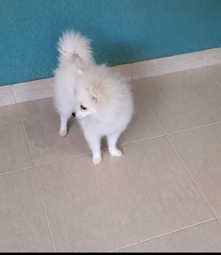 SPITZ ALEMÃO MACHO