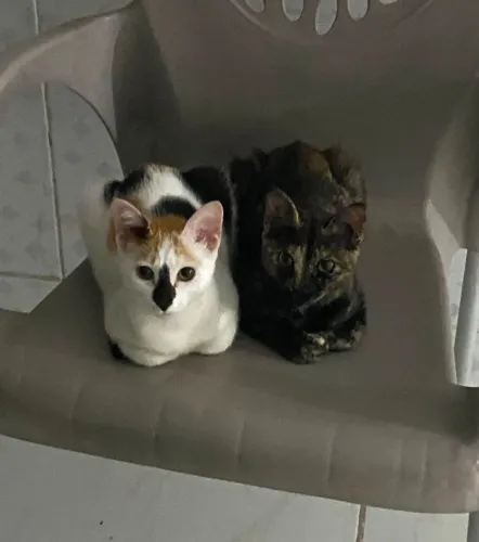 gata para adoção