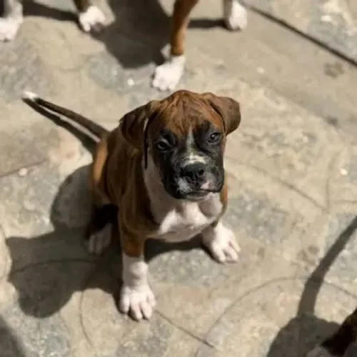 Boxer adaptados e educados a sua rotina