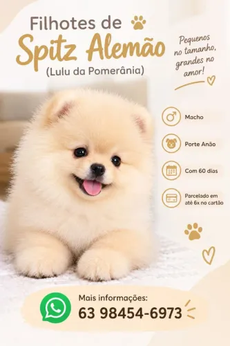 Filhotes Spitz Alemão Lulu da pomerânia