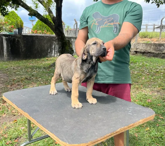 Filhote de fila brasileiro fêmea, com pedigree CBKC