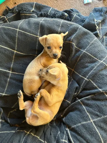 ? FILHOTE DE PINSCHER MACHO À VENDA 999$