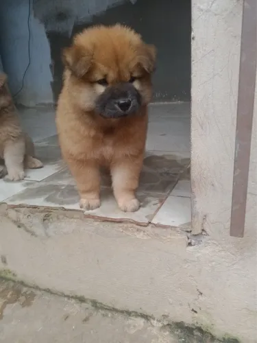 Filhote chow chow macho 