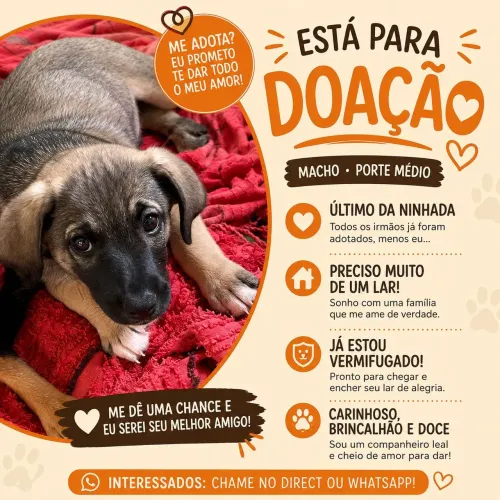 Cachorro porte médio lindo 