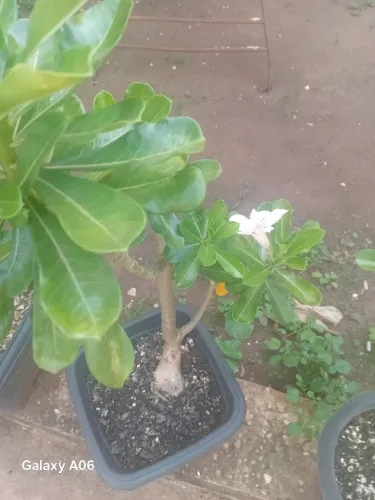Rosas do deserto