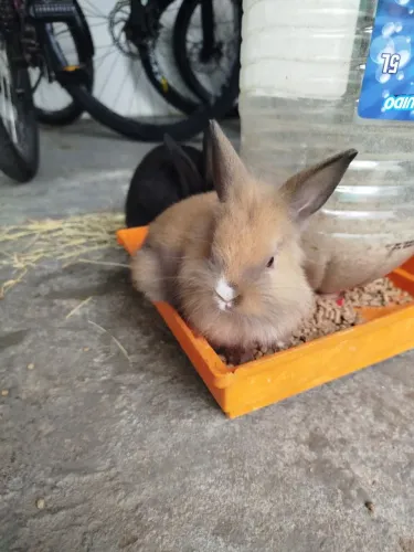 Filhotes de coelhos