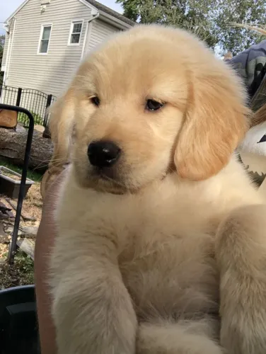 Golden Retriever brincalhão