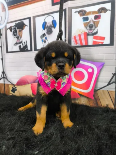 FILHOTE DE ROTTWEILER FÊMEA 