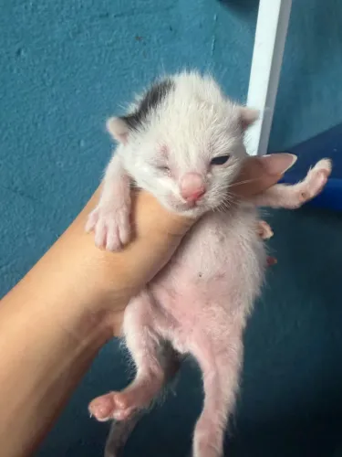 Doação de Gato filhote