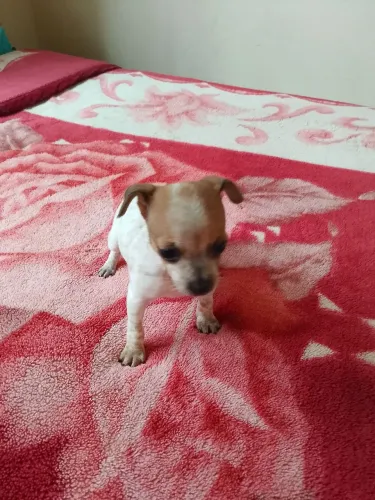 Filhote pinscher