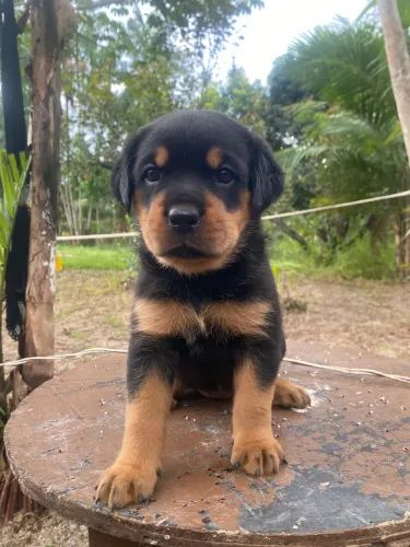 Rottweiler cabeça de touro