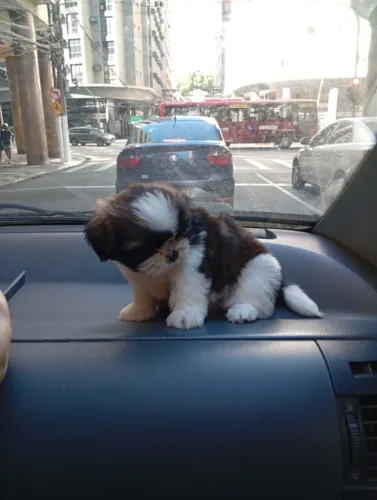 Filhotinho Shih Tzu Macho