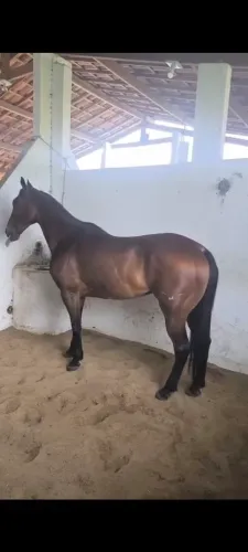 Cavalo de direita