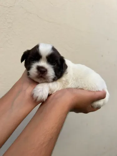 Cachorrinho