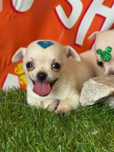Chihuahua anão