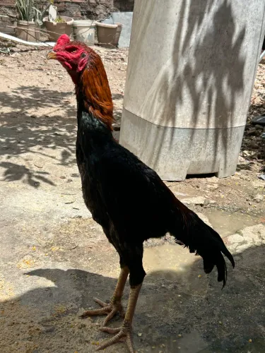 Galo carioca