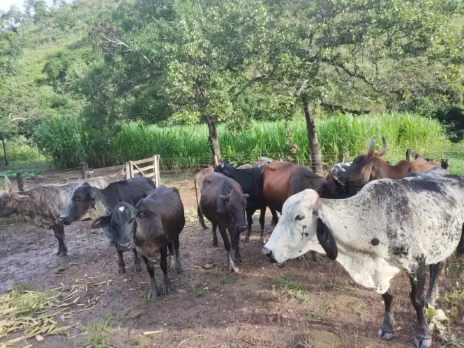 VENDO EXCELENTE FAZENDA EM FORMOSO[ GO! COM 11 ALQUEIROS! PORTEIRA FECHADA