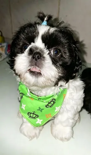 Shihtzu macho 
