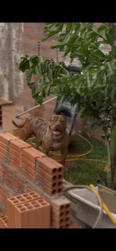 Pitmonster trichocomerle disponível para cobertura