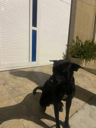 Doação cachorro betholven