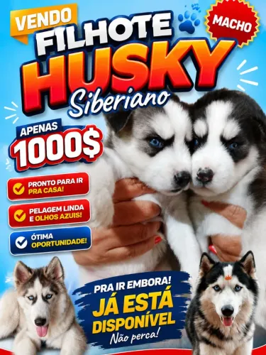 Filhote Husky no precinho 
