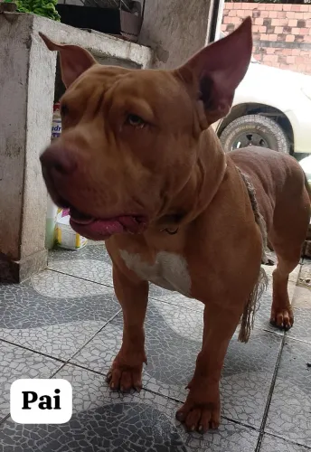 FILHOTE DE PIT MONSTER 