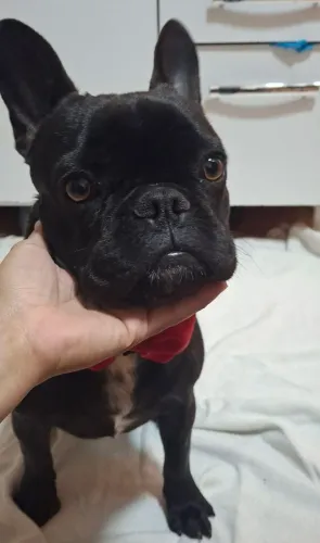 BULLDOG FRANCÊS MACHO COM 9 MESES