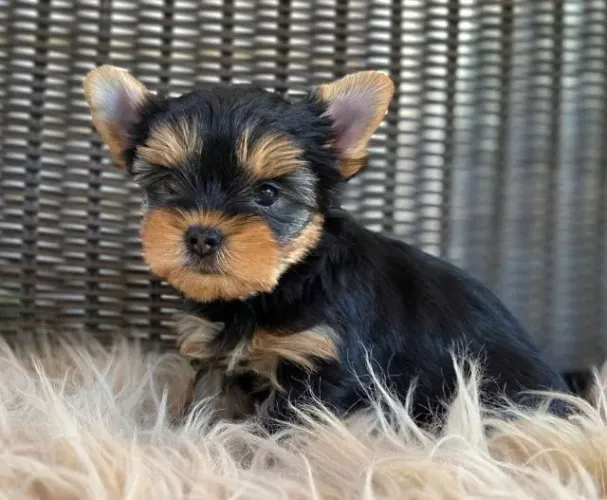 Yorkshire Terrier Filhotes Miniaturas Garantidos.