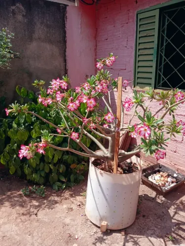Rosa do deserto gigante